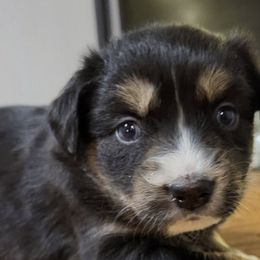 Australian Shepherds from Old South Aussies
