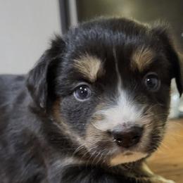 Australian Shepherds from Old South Aussies