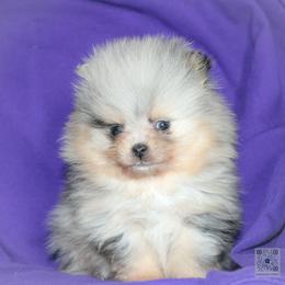 Sparky - Blue merle male Pomeranian puppy in Bremen, Indiana from AMS Pomeranians and Pomskies in Indiana