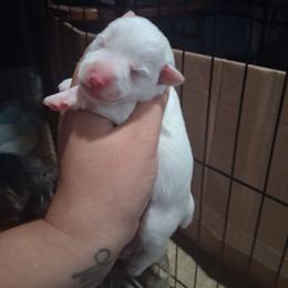 Stymie - White male Miniature Schnauzer puppy in Bloomington, California from Michael's Minis