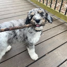 Newfoundland All Grown Up from KelleyDoodles