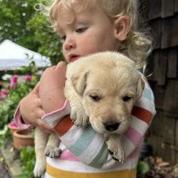 Elizabeth - Yellow female Labrador Retriever puppy in Alger, Ohio from Osborne Family Retrievers