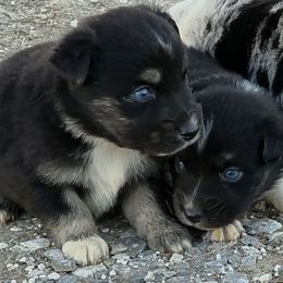 Mick - Black tri-color male Australian Shepherd puppy in Leonard, Texas from Tin Roof Aussies