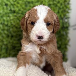 Heart - Red  female Goldendoodle puppy in Clinton, Utah from Golden Law Kennels