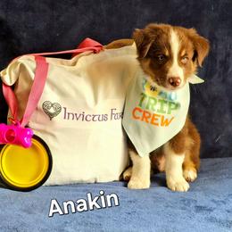 Anakin Skywalker - Red tri-color male Australian Shepherd puppy in Smithfield, Utah from Invictus Farms
