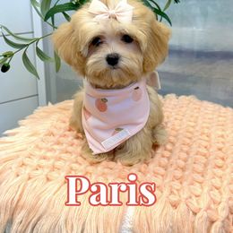 Paris - Apricot female Maltipoo puppy in Buford, Georgia from Petite Posh Puppies