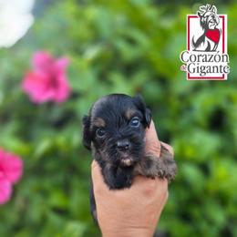 Rusty - Black and tan male Yorkshire Terrier puppy in California from Corazon de gigante