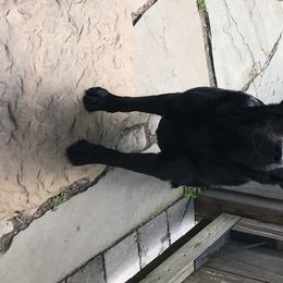 Cavalier King Charles Spaniel and Labrador Retriever All Grown Up from Matilija