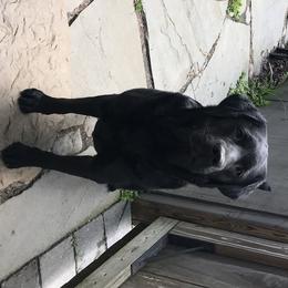 Cavalier King Charles Spaniel and Labrador Retriever All Grown Up from Matilija