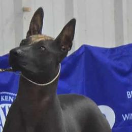 Nala - Xoloitzcuintli