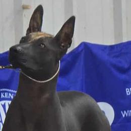 Nala - Xoloitzcuintli