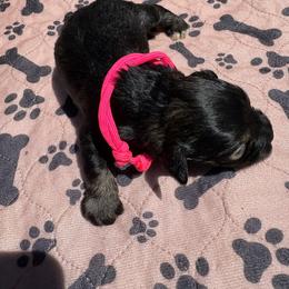 AKC VP pink - Salt and pepper female Miniature Schnauzer puppy in Benson, North Carolina from A Bundle of Love