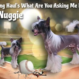 Nuggie - Black and white male Chinese Crested puppy in New Castle, Pennsylvania from Long Rotts & Long Haul Cresteds