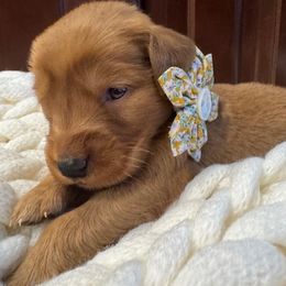 Yellow Girl - Dark golden female Golden Retriever puppy in Aumsville, Oregon from Bigfoot Goldens AKC Registered Dark Red