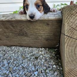 Snoop Dogg - Piebald male Dachshund puppy in Mountain Grove, Missouri from Boot Scootin Pups