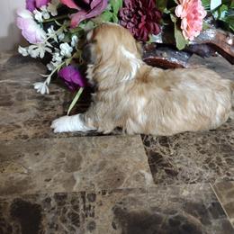 Buster Brown - Red male Havanese puppy in Cleveland, Texas from 7th Heaven Havanese of Texas