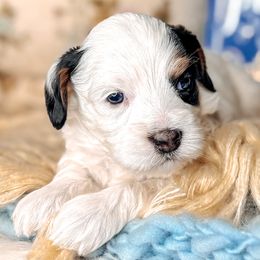Jane - Chocolate female Australian Labradoodle puppy in Decatur, Alabama from Southern Meadows Doodles