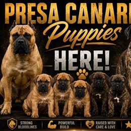 Peach - Fawn female Boerboel puppy in Upper Pittsgrove, New Jersey from Witcher Boerboels - aka Jersey Boerboels