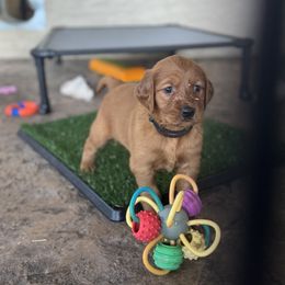 Golden Retriever Puppies from K5 Dog Services