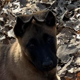 Male great for service and companionship - Red sable male Belgian Malinois puppy in Dallas, Texas from RoyalHaus Malinois