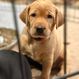 German Shorthaired Pointer, Labrador Retriever, and Working Cross Puppies from Upland Valley Kennels