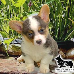 Juniper-Beautiful tri girl with natural long tail - Blue female Pembroke Welsh Corgi puppy in Taylorsville, North Carolina from Mill Creek’s Pembroke Welsh Corgis and French Bulldogs