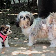 Cavachon and Cavalier King Charles Spaniel Puppies from Walnut Grove Cavaliers