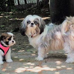 Cavachon and Cavalier King Charles Spaniel Puppies from Walnut Grove Cavaliers