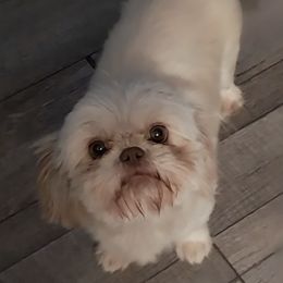 Hazel - Shih Tzu