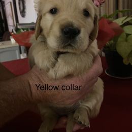 Golden Retriever Puppies from Gold 'N Dust Ranch