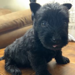Scottish Terrier Puppies from Oodles of Cuties!