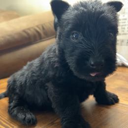 Scottish Terrier Puppies from Oodles of Cuties!