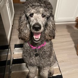 Maya - Poodle