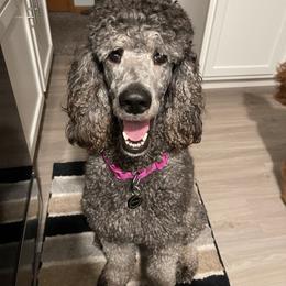 Maya - Poodle