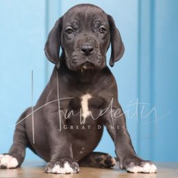 Sapphire - Black male Great Dane puppy in Denison, Texas from Hundeity Great Danes