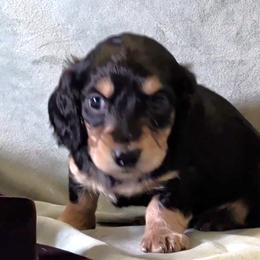Boy 3 - Black and tan male Dachshund puppy in Mt. Sterling, Illinois from Doxie Do's