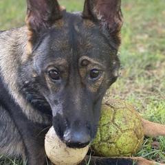 German Shepherds from Island Shepherds
