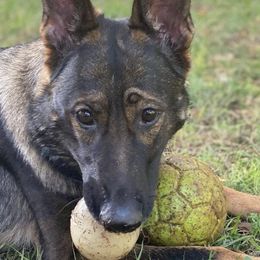 German Shepherds from Island Shepherds