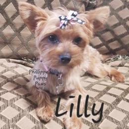 Lilly - Yorkshire Terrier