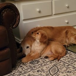 Golden Retriever All Grown Up from Highlander's Goldens of Howell