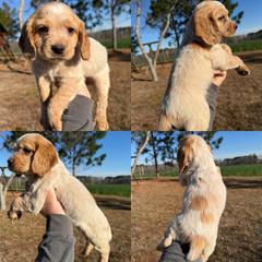 Orange roan boy - Orange roan male English Cocker Spaniel puppy in Millen, Georgia from Pine Hill Kennels