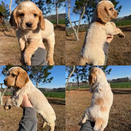 Orange roan boy - Orange roan male English Cocker Spaniel puppy in Millen, Georgia from Pine Hill Kennels
