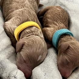 Bernedoodle Puppies from Pyper Bernedoodles SATX