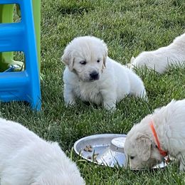 Golden Retriever and Jack Russell Terrier Puppies from Shelby Burleson's Golden Retrievers and Jack Russell Terriers