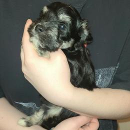 Loulan - Black and silver female Miniature Schnauzer puppy in Graham, Washington from Kristy's French Bulldogs & Mini Schnauzers