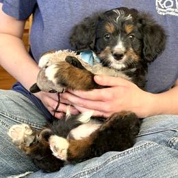 Horchata - Tri-color male Bernedoodle puppy in Roy, Utah from Doodles are Amazing