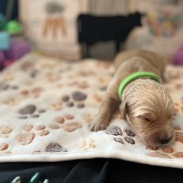Golden Retriever Puppies from Sunshine Mountain Retrievers