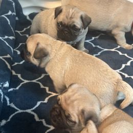 French Bulldogs and Pugs from House of Pugs and French BullDogs