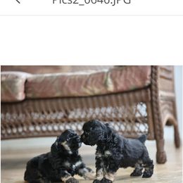 Cocker Spaniel Puppies from Blackwater Kennel