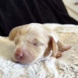 Salem - Cream female Dachshund puppy in Highland, California from BAES Teufelshunde